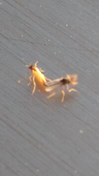 虫画像注意 網戸にくっついている小さい虫の名前について ここ Yahoo 知恵袋