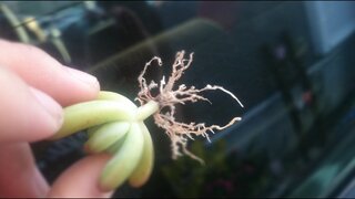 多肉植物を買ったばかりの初心者です根に細かい毛のような物があるの Yahoo 知恵袋