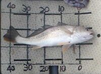 シログチでよろしいか グウグウ鳴く魚です 名前を教えてください こち Yahoo 知恵袋