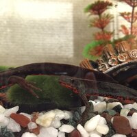 イボイモリについてイボイモリの本やサイトを見ると皮膚病に注意 Yahoo 知恵袋