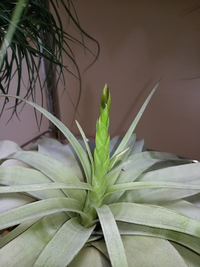 ２０ｃｍくらいのそれほど大きくないキセログラフィカの中心から花芽が出てき 貧相 Yahoo 知恵袋