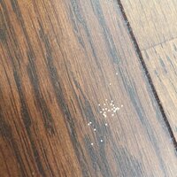 虫の糞 卵 画像あり ベッドの下に掃除機をかけていたら硬いたら Yahoo 知恵袋