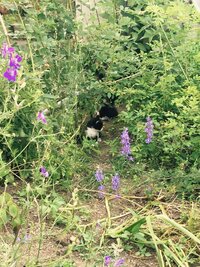 この紫色の花は何でしょうか こぼれ種で毎年春になったら咲きます Yahoo 知恵袋