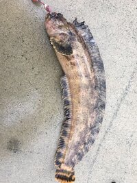 今日釣りに行ってきました そこでギンボという魚が４匹釣れました ネット Yahoo 知恵袋