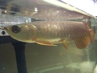 アジアアロワナについて質問です 現在 1ヶ月ほど紅尾金龍 15 Yahoo 知恵袋