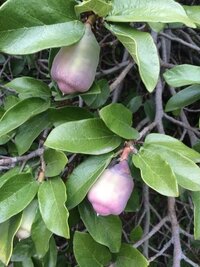 こんにちは 至急教えて下さい クワズイモと言う観葉植物の Yahoo 知恵袋