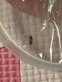畳や壁にたまに小さい虫がいます 何の虫なんでしょうか おは Yahoo 知恵袋