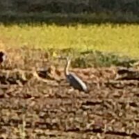 田んぼにいる鳥は 田んぼにボーっと立っている白い足長の鳥が何な Yahoo 知恵袋
