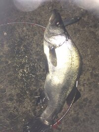 奇形魚について ハマチ釣りで 骨が曲がった まがり が時々釣れます Yahoo 知恵袋