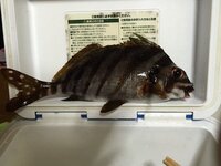 なんて言う魚ですか 食べれますか 教えてください タカノハ Yahoo 知恵袋