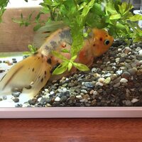 金魚に庭の池で増えたエビを与えました 以前与えたところ鈍臭く5匹食べるのに Yahoo 知恵袋