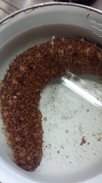 なまこの良し悪しは どうやって判断しますか 鮮度が落ちると 身が Yahoo 知恵袋