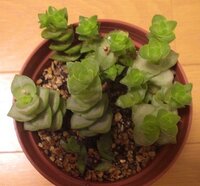 多肉植物クラッスラ属の 星の王子 と 南十字星 について教えてください Yahoo 知恵袋