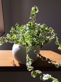 これもうだめですか 復活させる方法ありますか プミラです 写真を拝 Yahoo 知恵袋