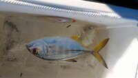 この魚 ひいらぎ を ちんた じんた と呼ぶのは徳島県以外でどこでしょ Yahoo 知恵袋