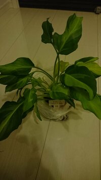 ホームセンターで植物を買ってきました セロームという名前のついた植物を買っ Yahoo 知恵袋