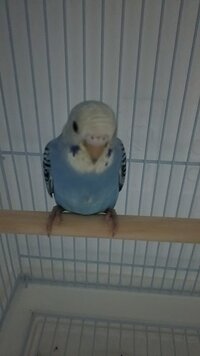 セキセイインコの可愛がり方やエサについて今日セキセイインコを二匹買いました Yahoo 知恵袋