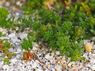 砂苔 それとも杉苔 添付の画像は道路に生えていた植物です 庭に植えたところ Yahoo 知恵袋