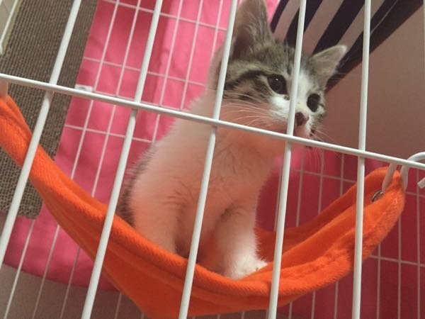 子猫をケージに慣れされるには どうするのが一番いいですか 今 慣れさせ Yahoo 知恵袋
