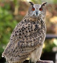フクロウはなぜあんなに怖い顔なんですか 目をかっぴっらいて Yahoo 知恵袋
