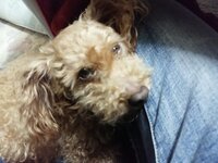 ４ヶ月前に亡くなった愛犬の霊視をして頂きました その先 Yahoo 知恵袋