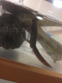 1週間ほど前にアカハライモリを飼い始めました 今日もエサをあげて Yahoo 知恵袋