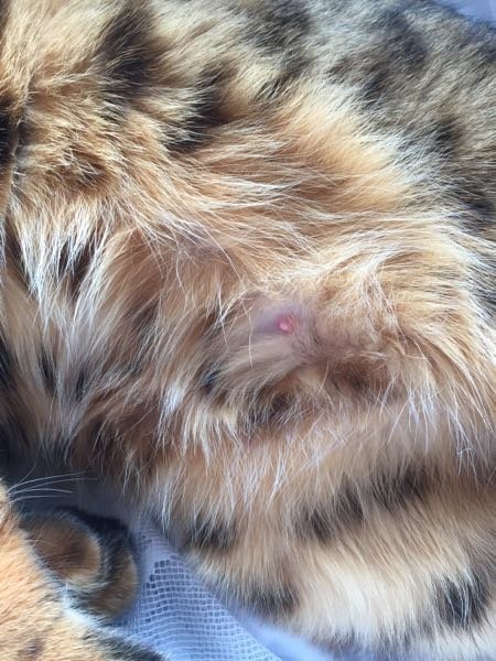 メス猫です。お腹大きくて乳首がこんな感じなんですが妊娠で間違いない 