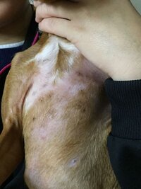 犬のお腹の皮膚に小さな黒い点がありますが 何かの病気でしょうか Yahoo 知恵袋