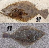 鰈と鮃の簡単な見分け方を教えてください 口の形が違います Yahoo 知恵袋