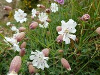 英語のわかる方に質問です カラー 花 って英語でなんて言うんですか Yahoo 知恵袋