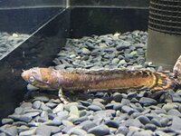 金魚が水槽から飛び出し 干からびかけていた頃に発見しました Yahoo 知恵袋