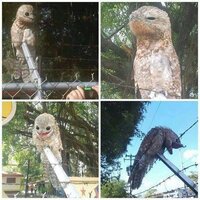 こんな鳥っていました 漫画みたいな鳥 として有名なガマグチヨタカです Yahoo 知恵袋