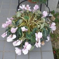 猫のことについて質問です 実家で飼っている猫がよくシクラメンを食べるそうで母は Yahoo 知恵袋