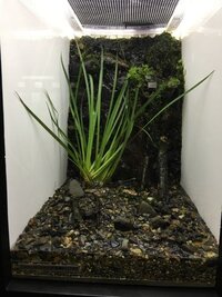 イモリウムをやりたいのですが 幅45 高さ33 奥行き45 のケージに Yahoo 知恵袋