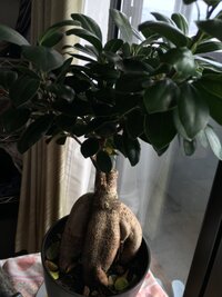 ガジュマルの冬越しについてです 去年の１２月にガジュマルを購入し Yahoo 知恵袋