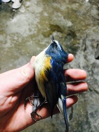 玄関前で 綺麗な青い鳥の屍体があったのですが どうして玄関前で死んでこうな Yahoo 知恵袋