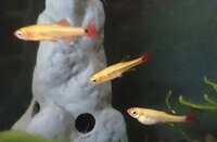 アカヒレは底床の残り餌を食べる習性も有るんでしょうか 家の Yahoo 知恵袋