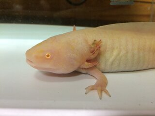 ウーパールーパーに詳しい人に質問です ペットショップで購入して そろそろ1 Yahoo 知恵袋