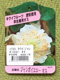 3年前ホームセンターでゴールデンキウイの苗を雌雄で購入し育てています 毎 Yahoo 知恵袋