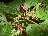 沖縄やんばるに自生している植物について質問です 撮影場所沖縄 Yahoo 知恵袋