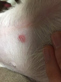 犬のお腹に湿疹が出来たりします これは 何が原因ですか 小型 Yahoo 知恵袋