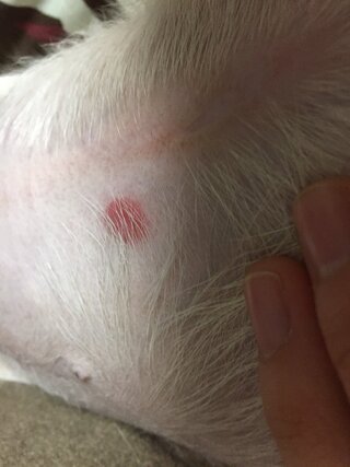 刺され た 跡 ダニ