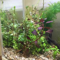 ホームセンターで水草を買ってきたのですが 種類が分かりません 数 Yahoo 知恵袋