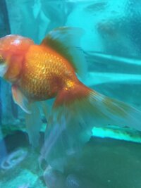 金魚が黒くなって弱ってる気がします 和金を飼い始めて２週間の初心者 Yahoo 知恵袋