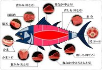 まぐろの部位の割合についてのご質問です マグロの部位には Yahoo 知恵袋