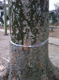 除草剤を撒いて雑草を枯らしたあと花の苗を植えても大丈夫ですか Yahoo 知恵袋