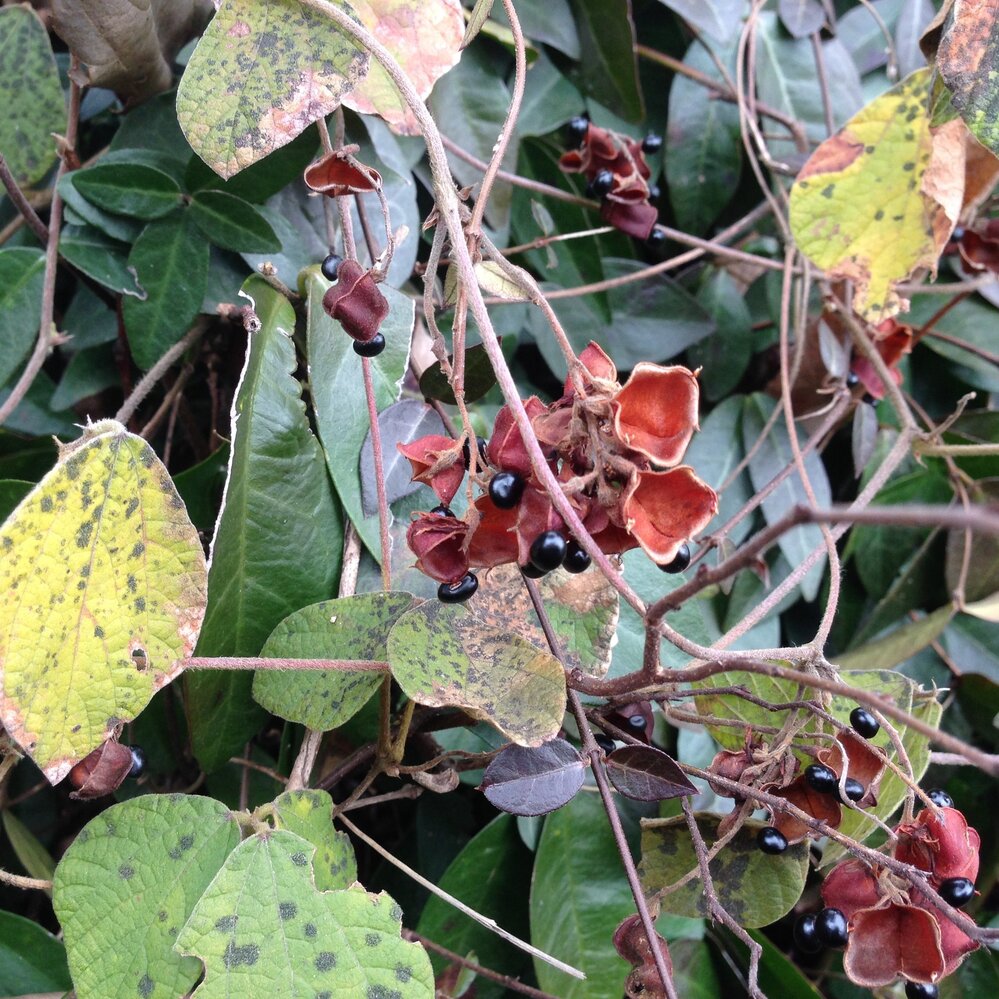 植物 中央の蔓と黒い実のついた植物の名前を教えて下さい よろしくお願いいた Yahoo 知恵袋