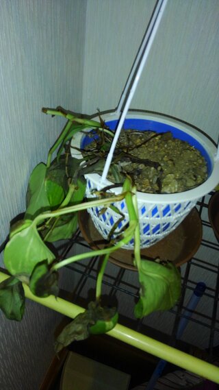 観葉植物のポトスが枯れかけてしまいました 多分 水のやり過ぎだと Yahoo 知恵袋