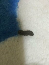 家の中で黒い芋虫がでました 長さは1 5cmほどです この虫は何とい Yahoo 知恵袋