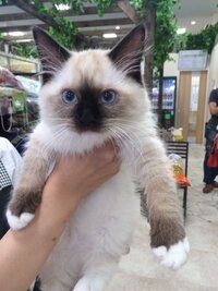 ラグドールの性格について質問です おとなしい猫と思っていたので新入り猫 Yahoo 知恵袋